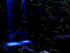 Enhance Your Yard with Solar Firefly Bunch Lights