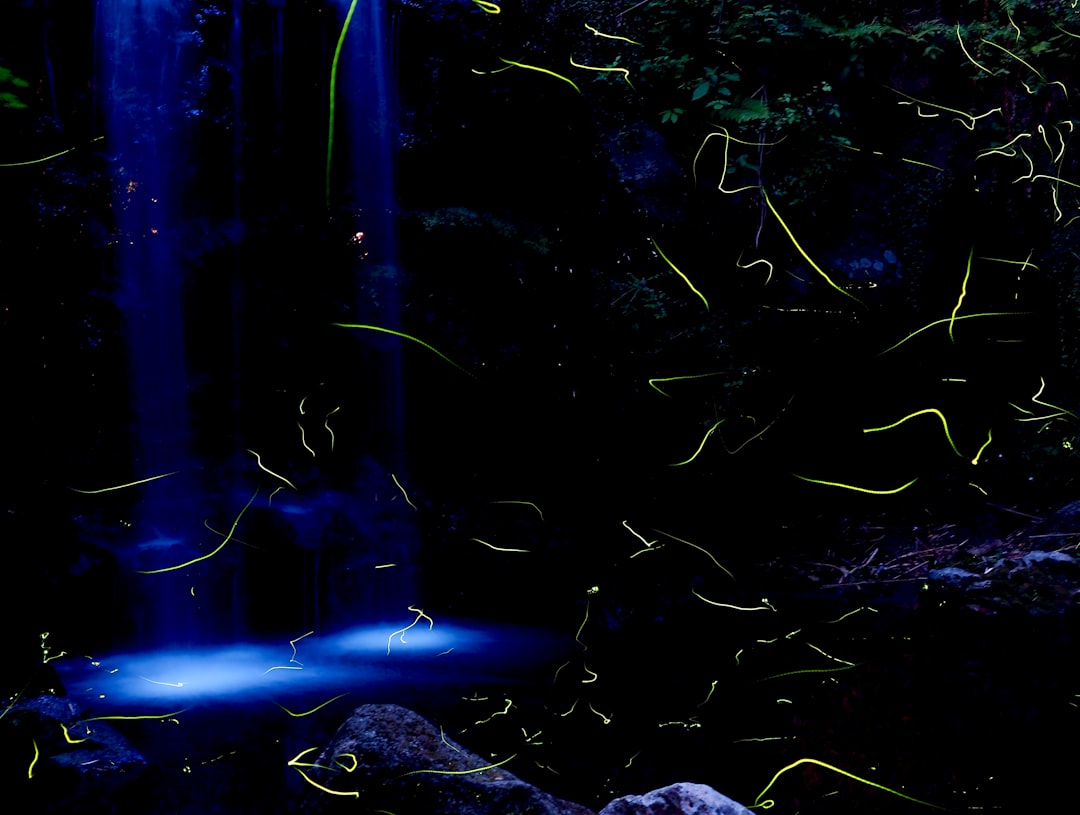 Photo solar powered firefly lights